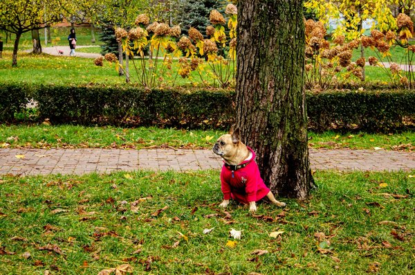 Agence dentaire à genève : soignez vos urgences 24h/24